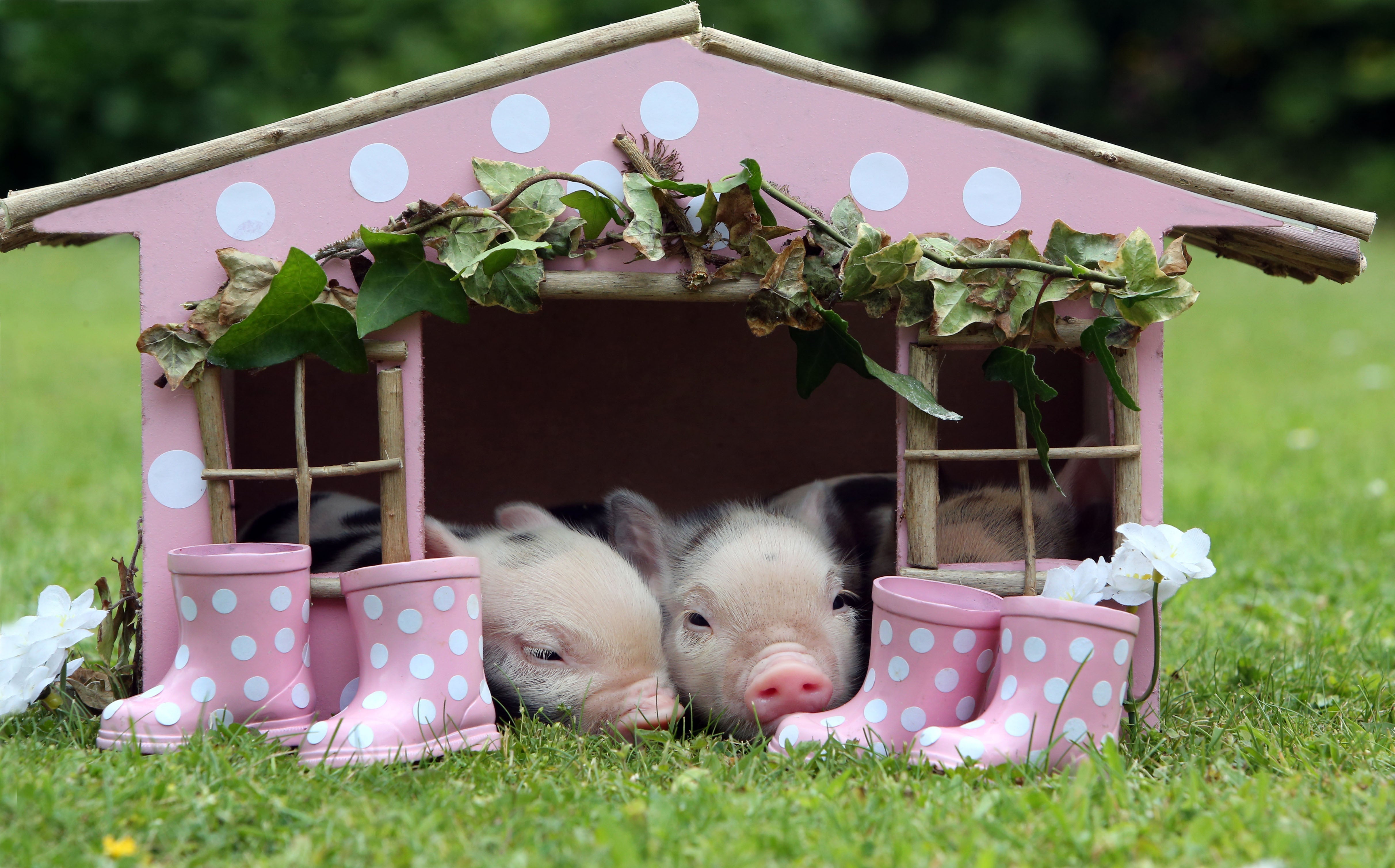 Two miniature pigs resting inside a pink polka dot wooden pig house with matching pink polka dot boots outside
