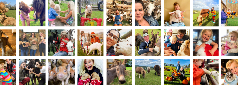 Collage of happy visitors interacting with animals and enjoying outdoor activities at Pennywell Farm
