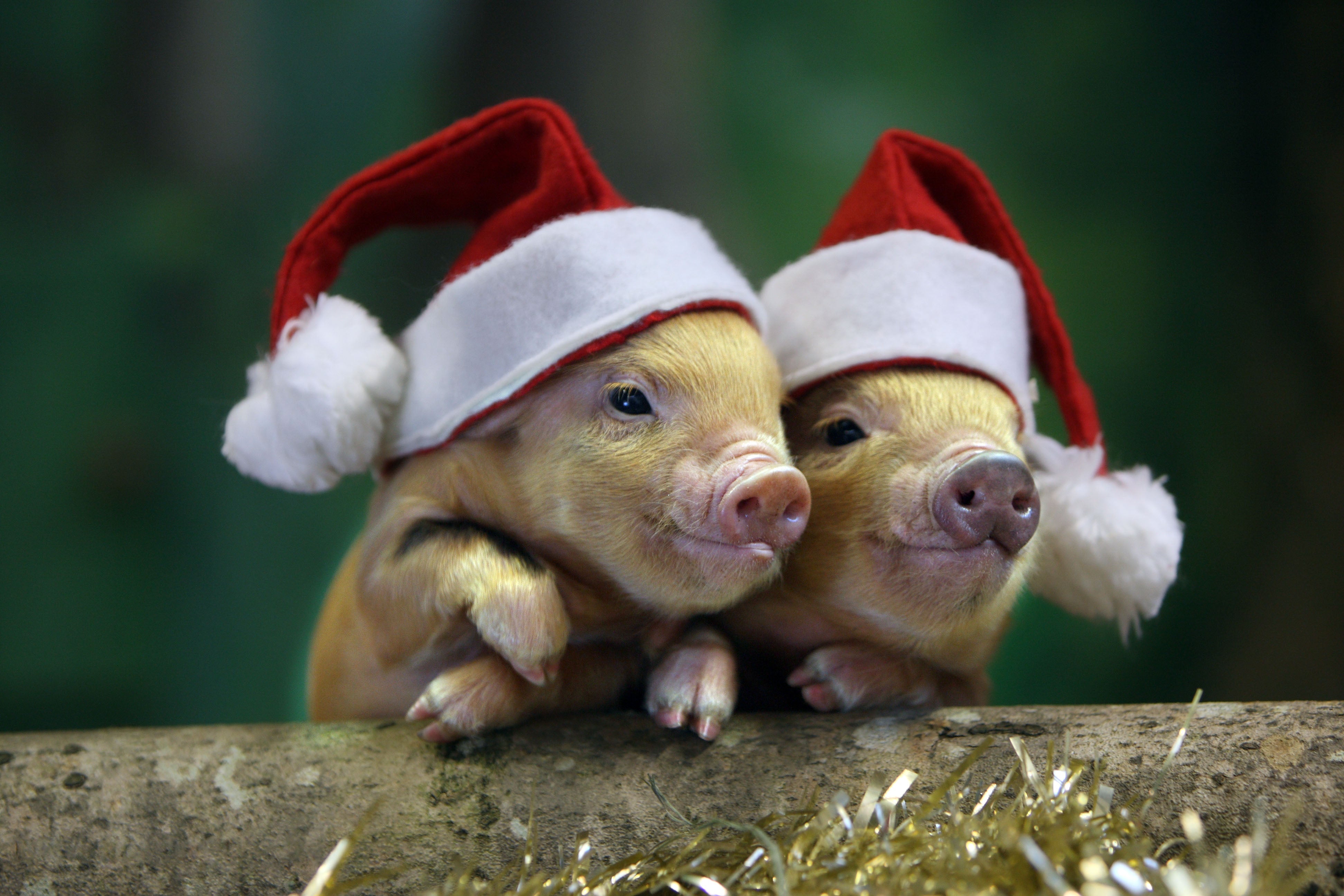 Christmas at Pennywell!