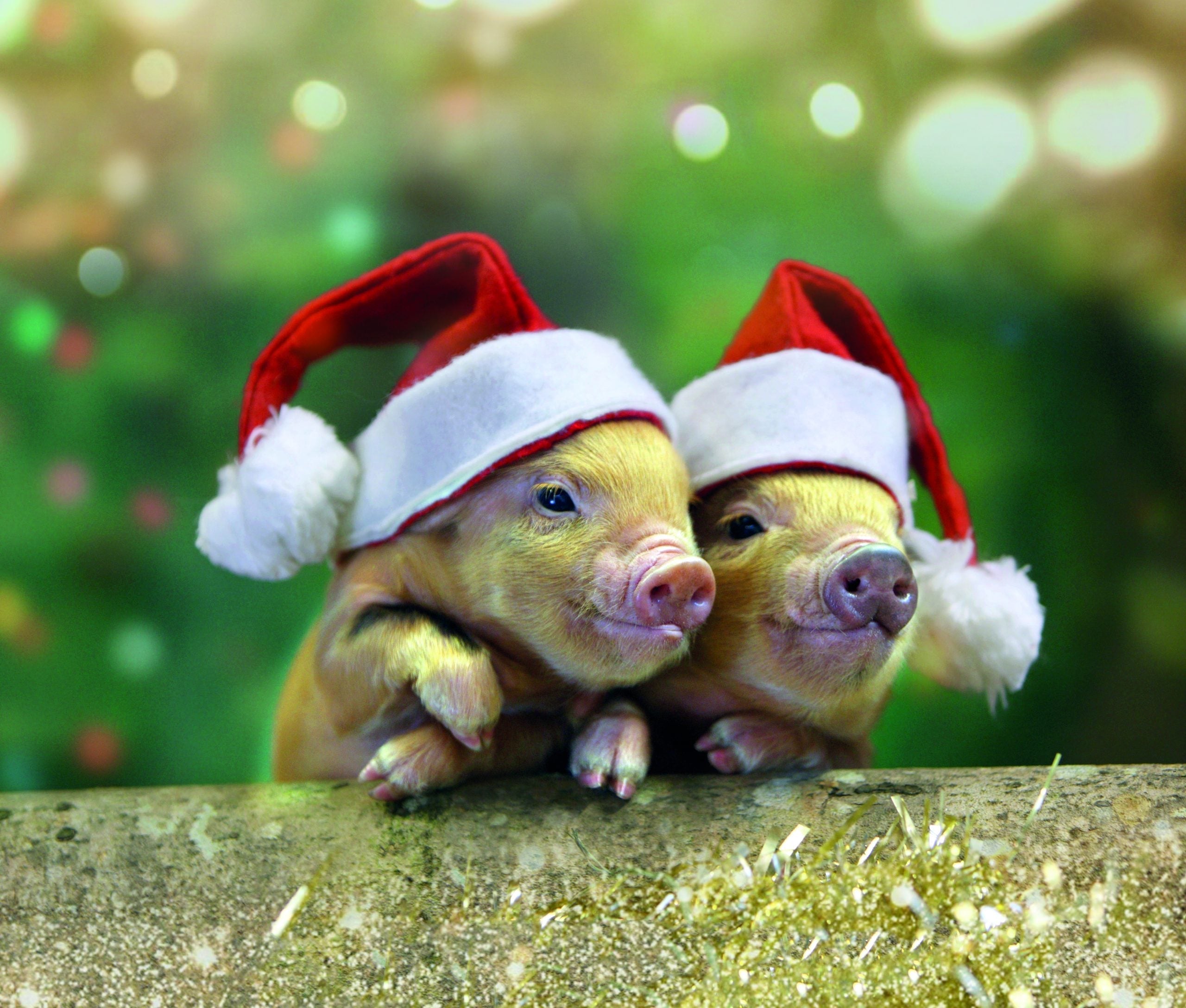 Christmas 2024! Experience The Magic At Pennywell Farm.