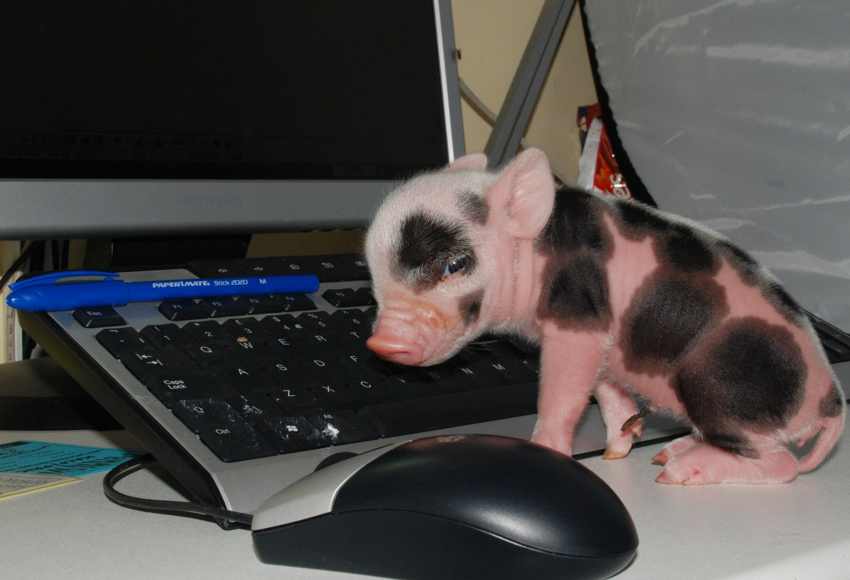 A New Website for Pennywell  - Devon Tourist Attraction