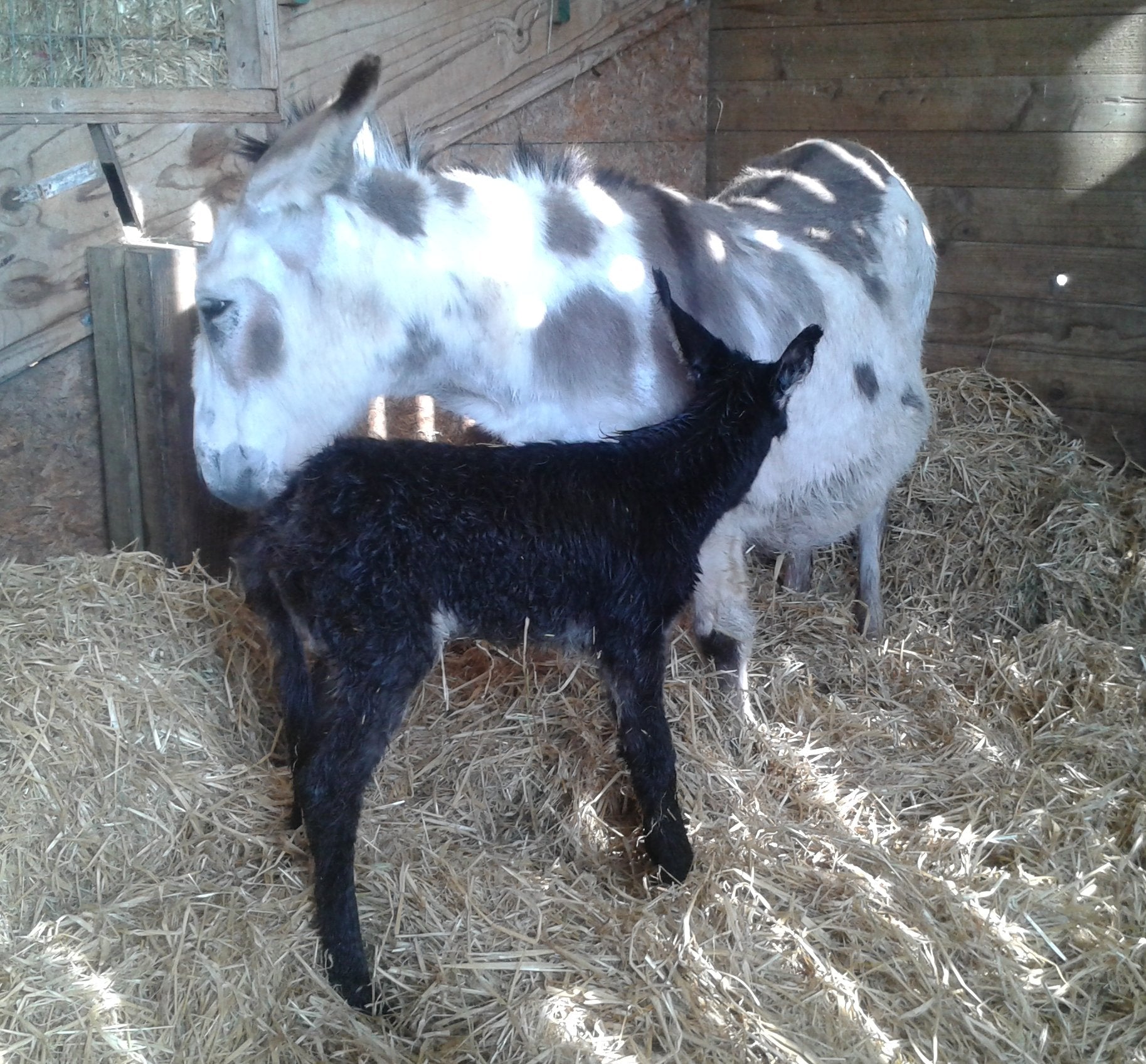 New arrivals At Pennywell - Devon Tourist Attraction