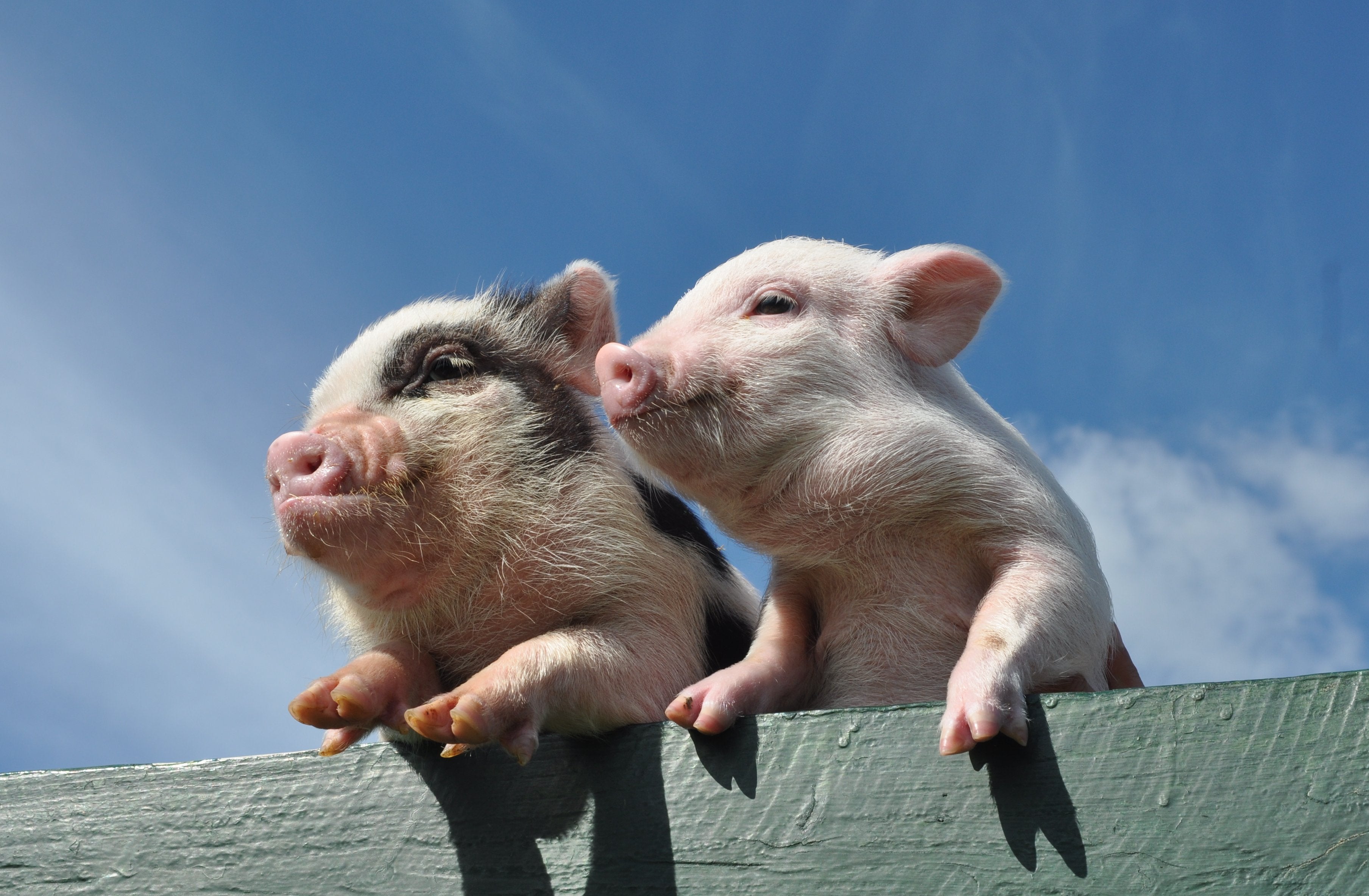Two small piglets, one black and white and one pink, leaning over a green wooden fence under a blue sky