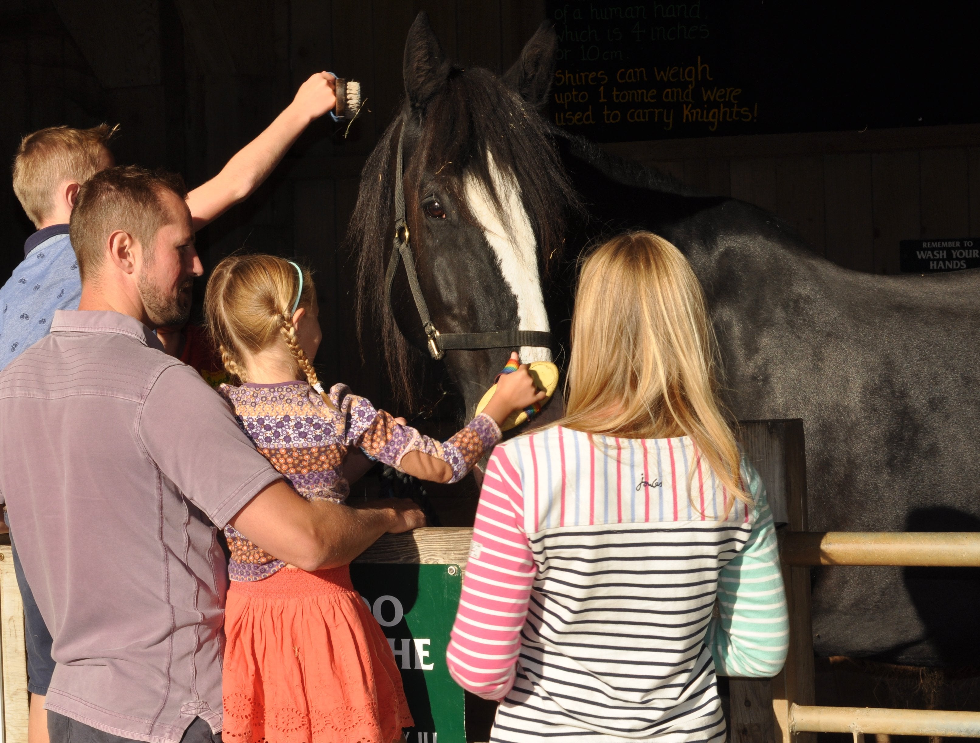 Family feeding a black horse with white blaze at a stable, children and adults interacting