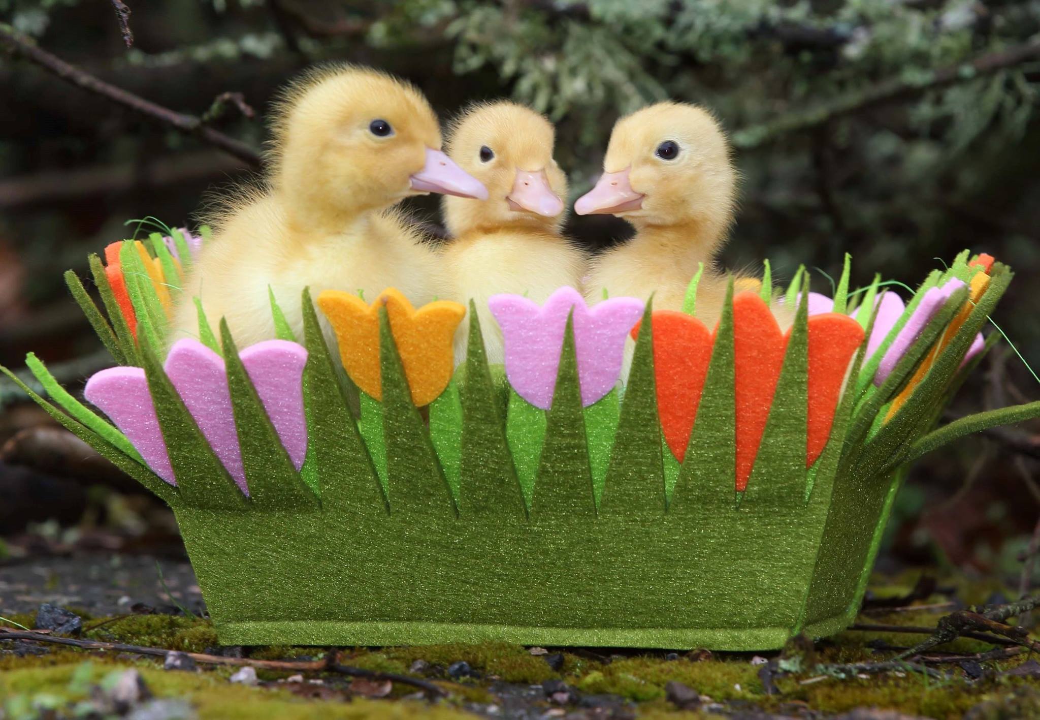 Easter Fun at Pennywell, Devon Tourist Attraction