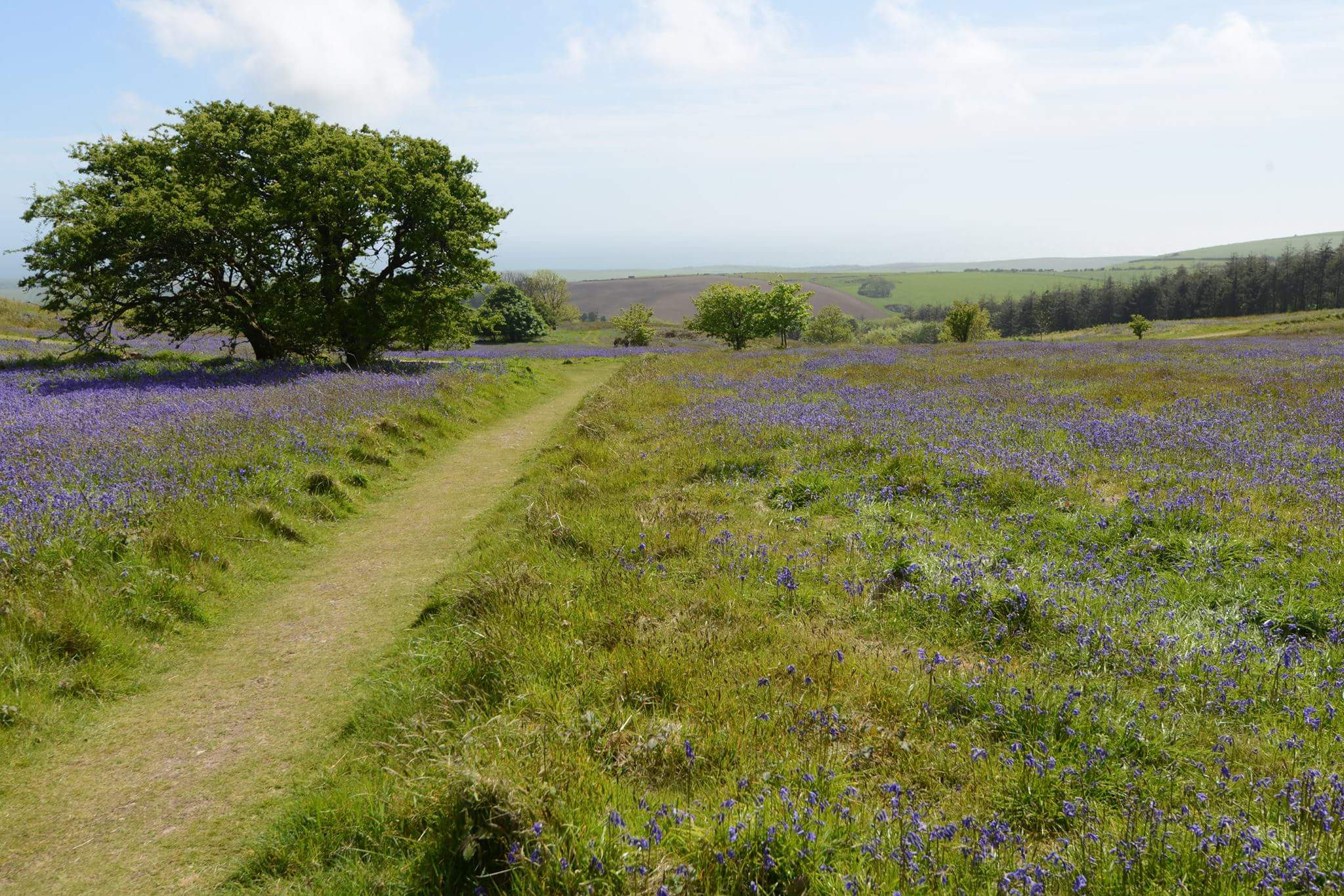 Trail or Road - A Running Guide to South Devon