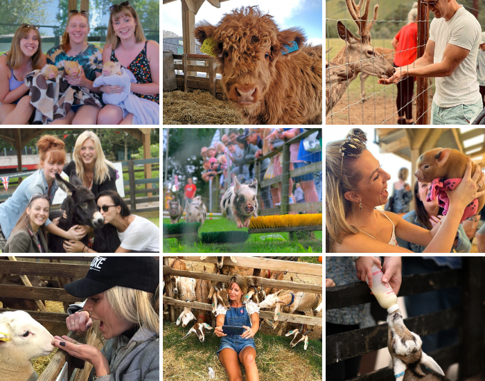 Farmyard Fizz: Pigs, Prosecco & More!