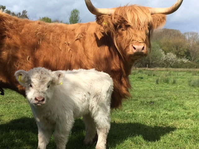 Brown Highland cow with white calf standing on green grassy field under cloudy sky