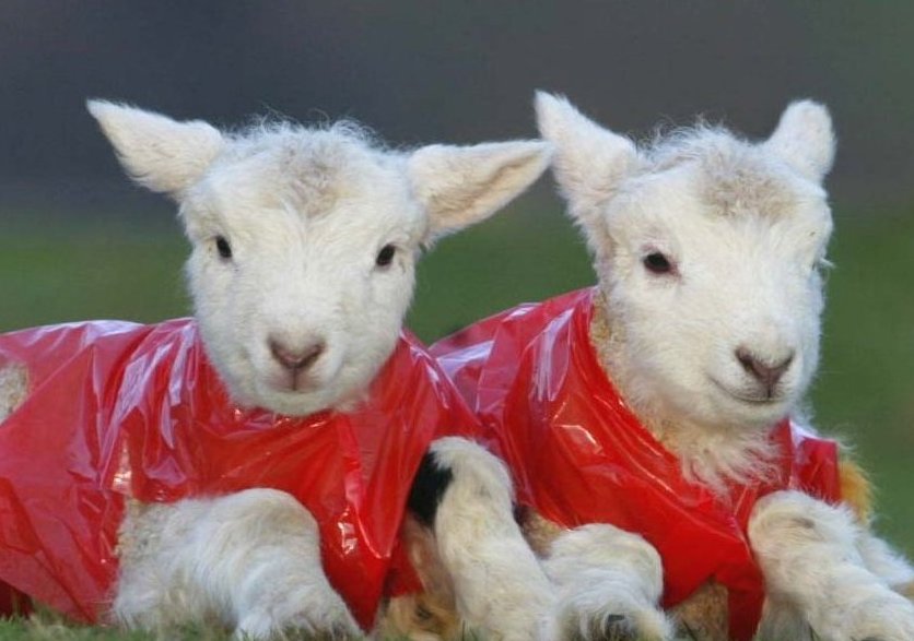 Come and meet the new arrivals at Pennywell
