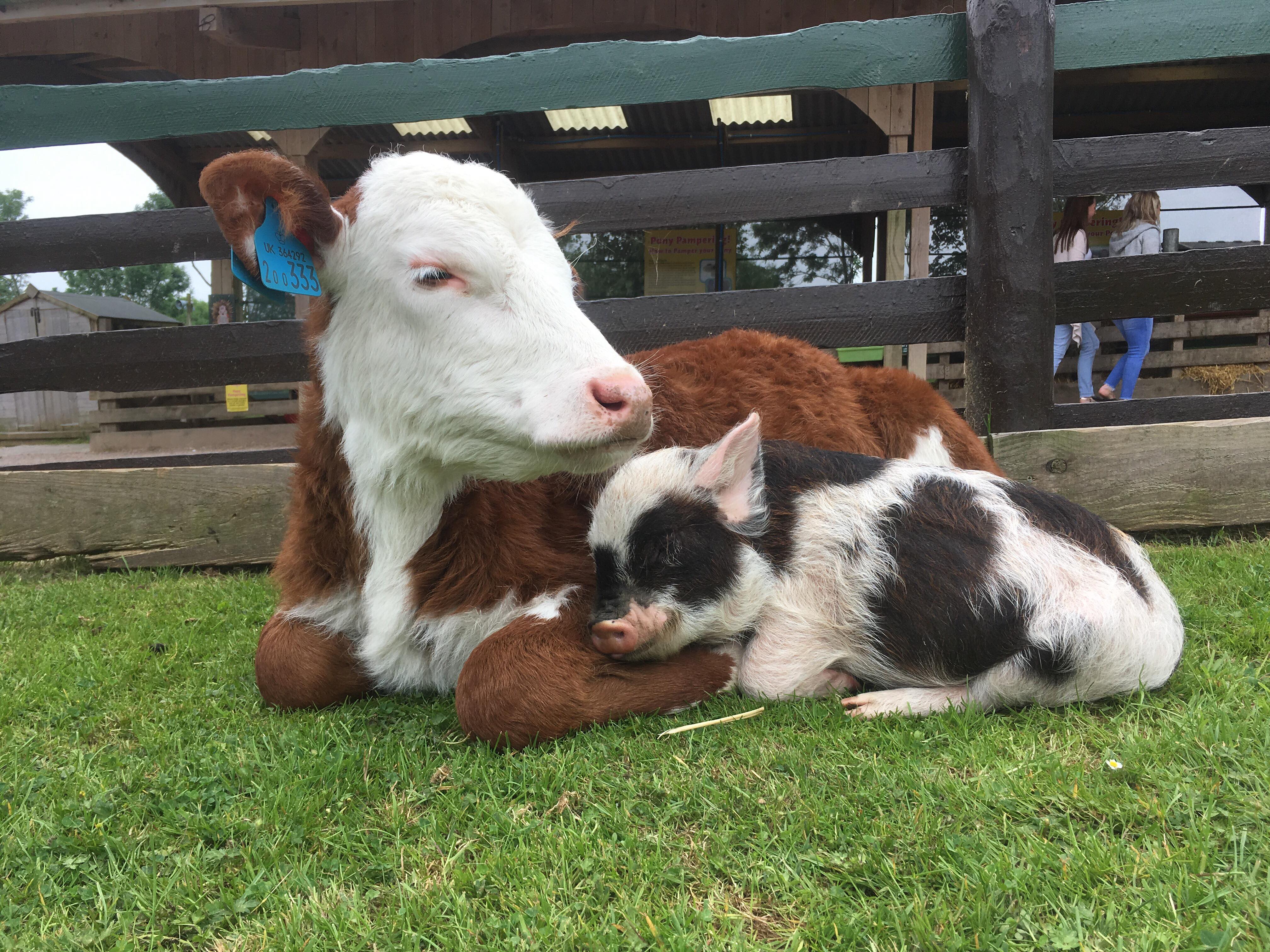 Best of Friends . . . and that’s no porky!