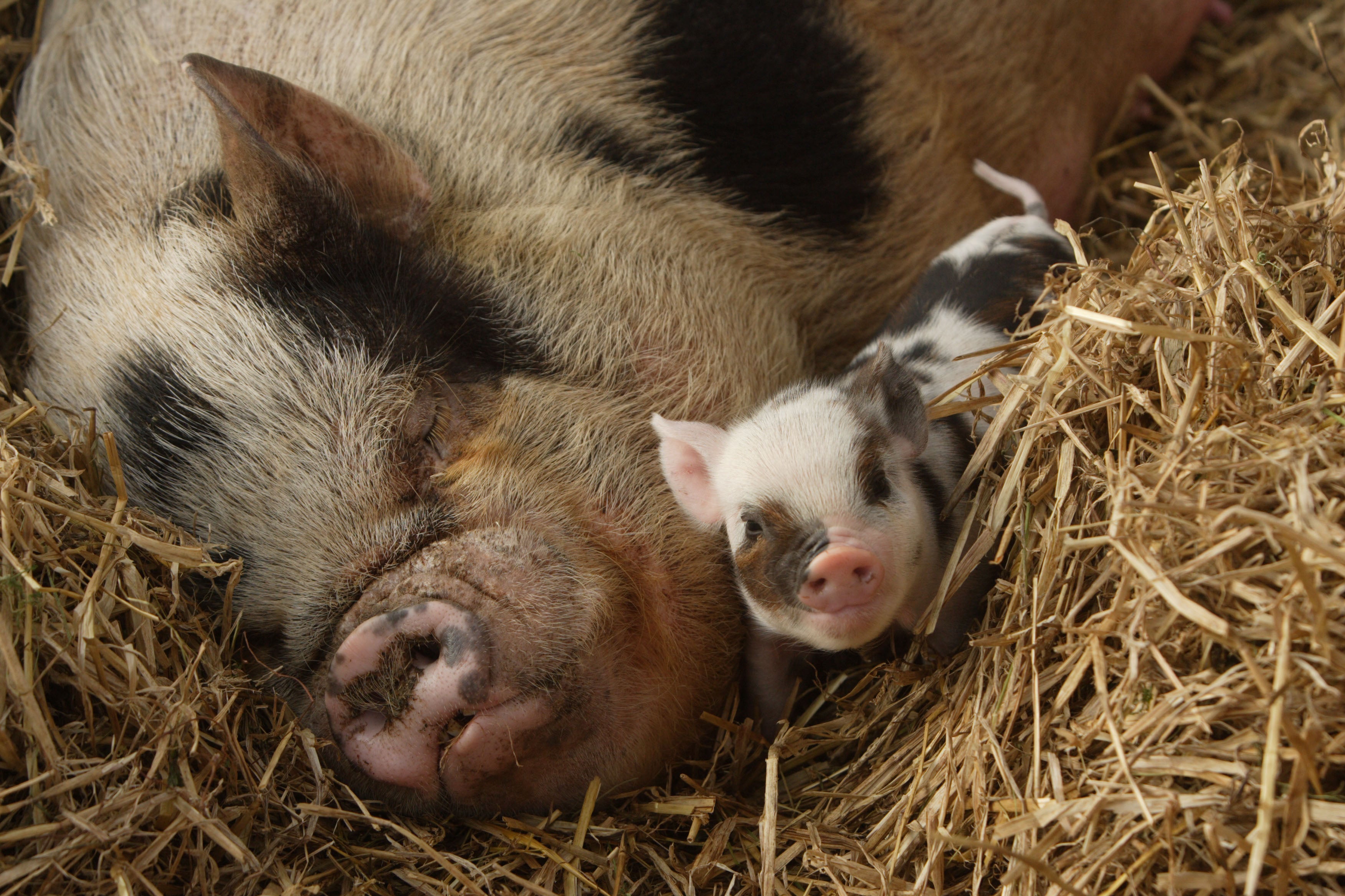 A Special Treat for Mums at Pennywell - Devon Tourist Attraction