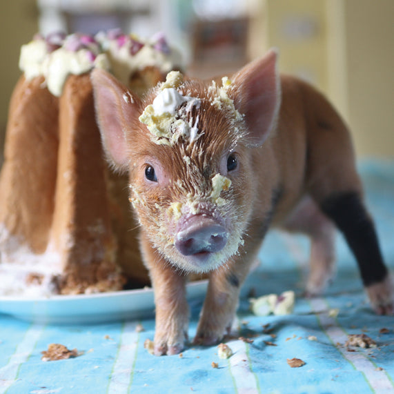 Treat mum this weekend! At Pennywell - Devon Tourist Attraction