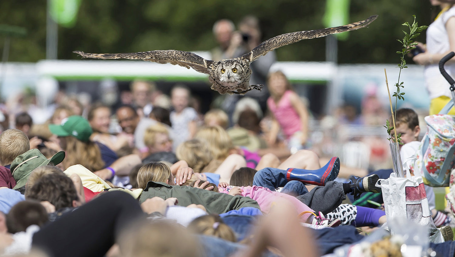 Fathers Day Falconry Special At Pennywell - Devon Tourist Attraction