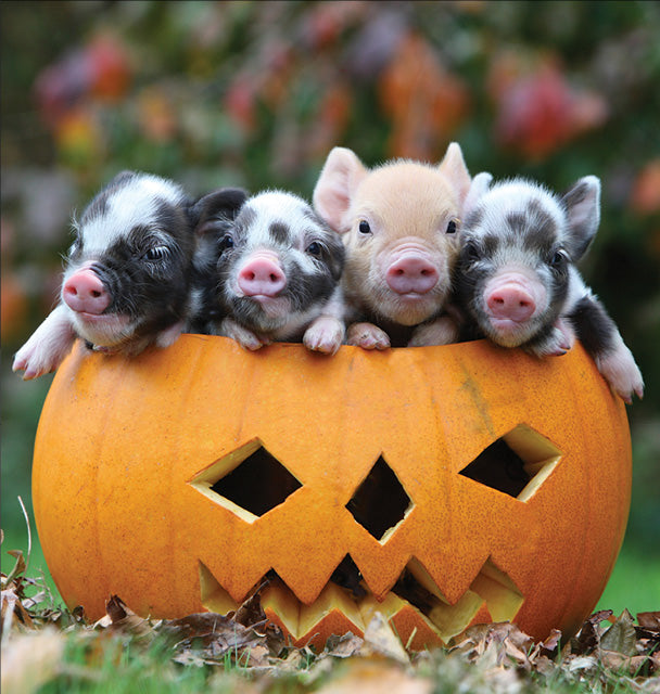 October Half Term Fun! At Pennywell  - Devon Tourist Attraction