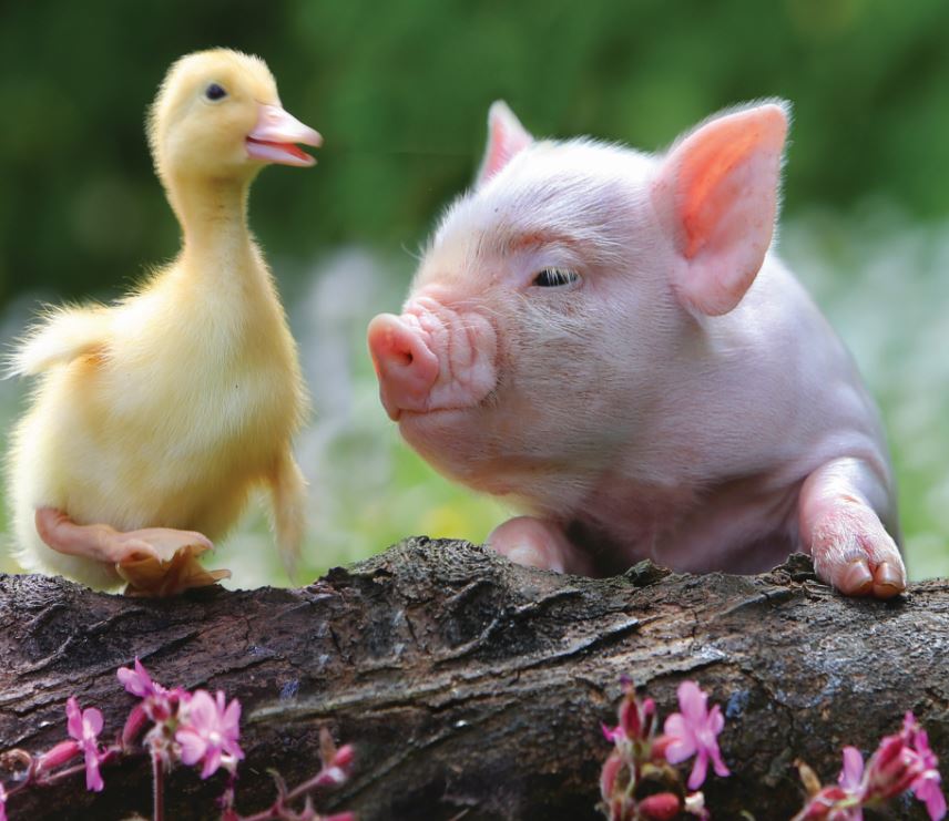 Spring has sprung at Pennywell!