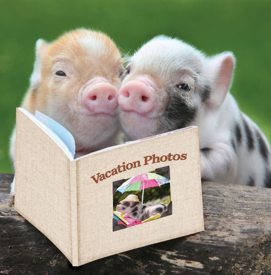 Two small piglets, one pink and one spotted, snuggling behind a miniature book titled Vacation Photos
