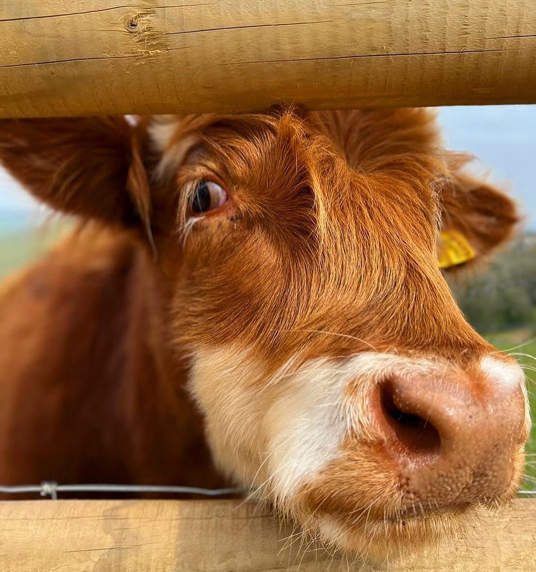 20 Reasons To Visit Pennywell This Spring!