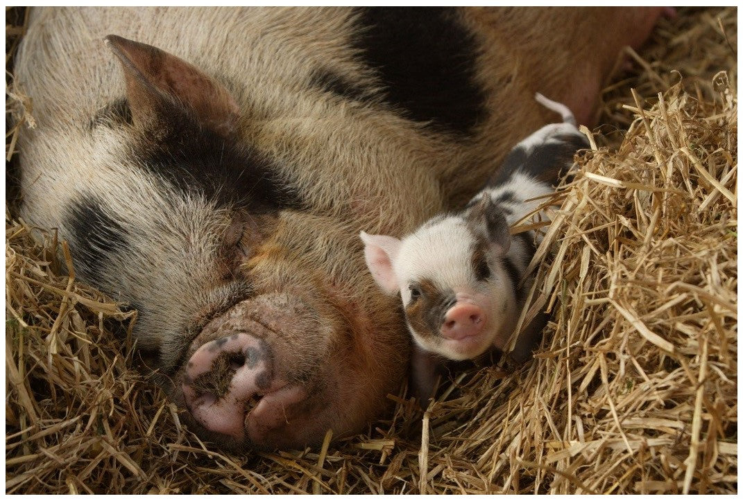 Mother's day at Pennywell Farm