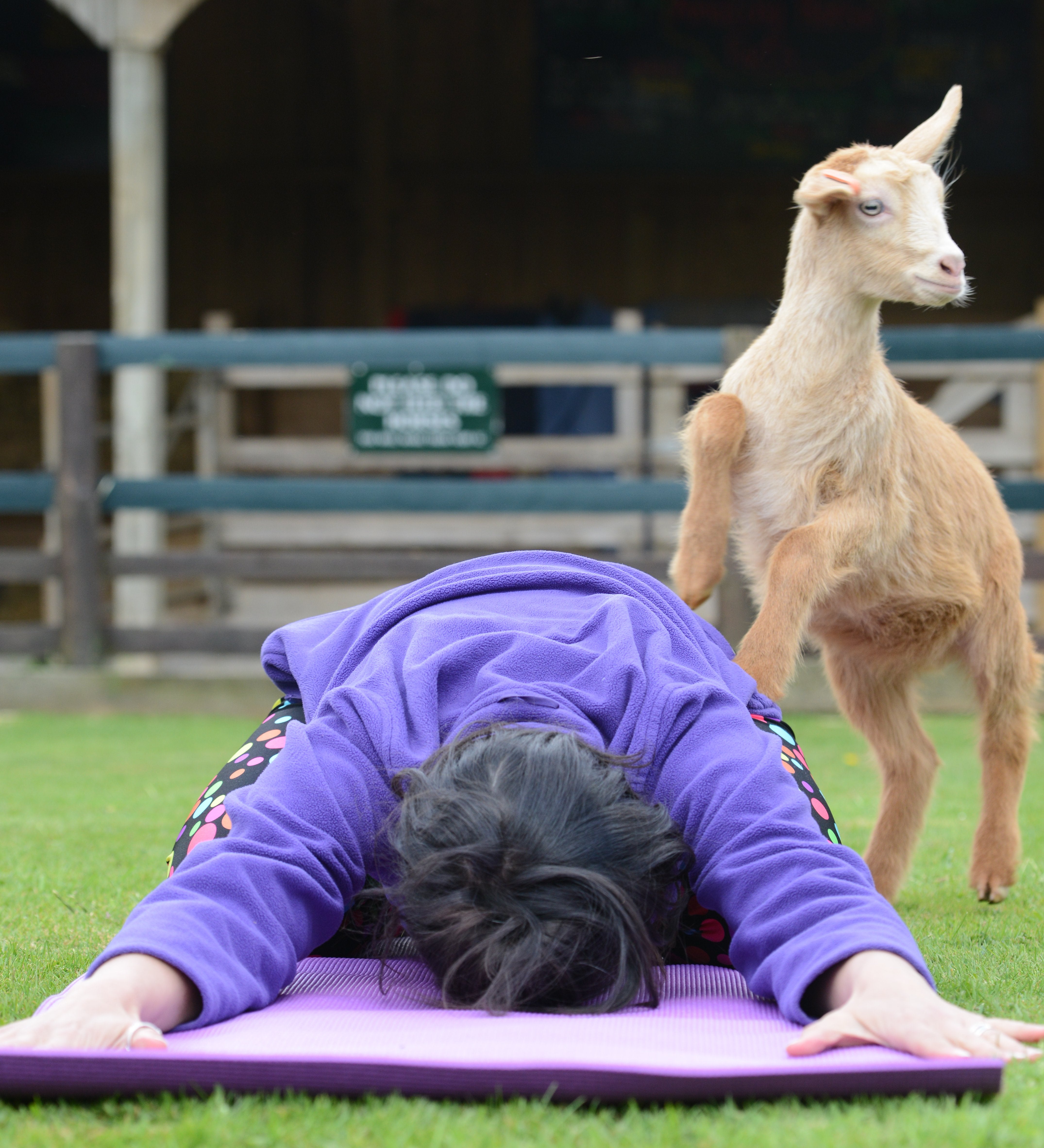 Animals in Yoga