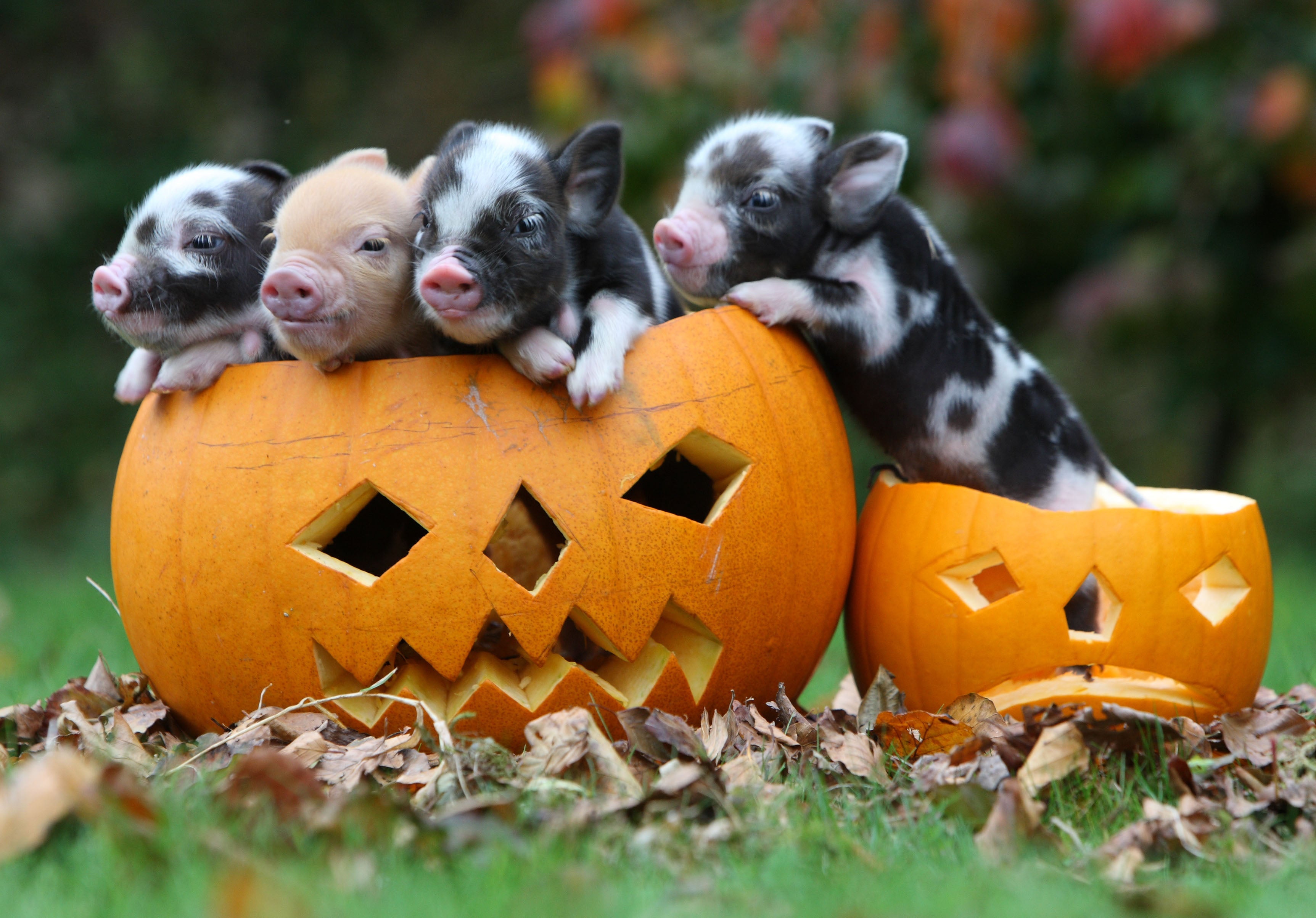 October Fun at Pennywell Farm