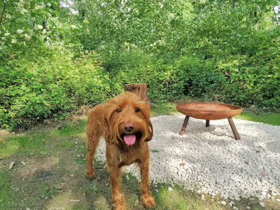 Barhams Woodland Camping