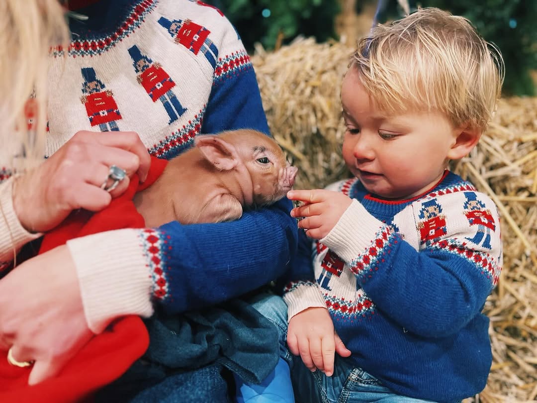 a child in a festive sweater gently touches a piglet while being held by an adult in a similar sweater, surrounded by hay