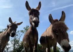 Make Friends With The Mini Donkeys