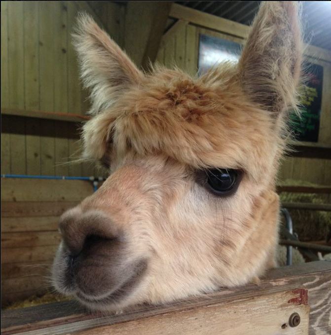 close-up of an alpaca's face with fluffy light brown fur and large dark eyes, set against a wooden barn background