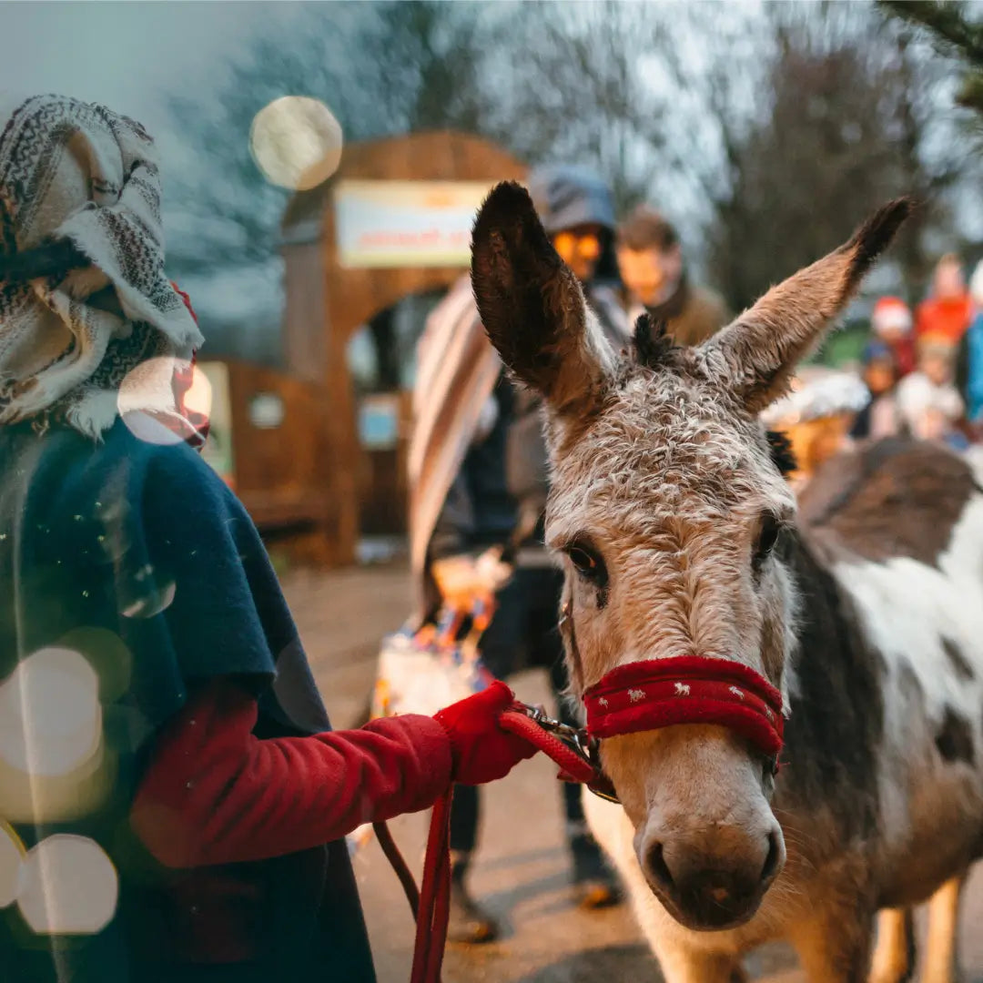 A person in a scarf holds a donkey with a red halter, surrounded by blurred figures in a festive outdoor setting.