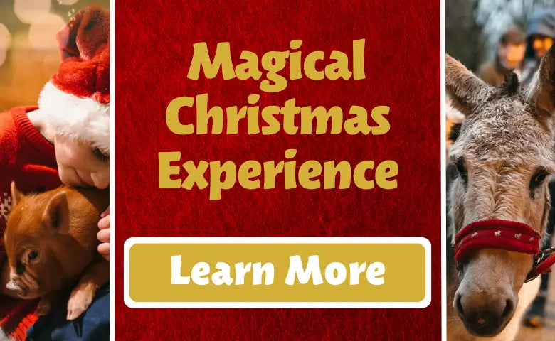 Magical Christmas Experience