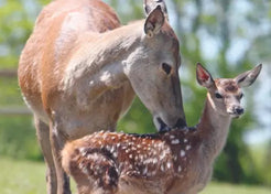 Deer Feeding