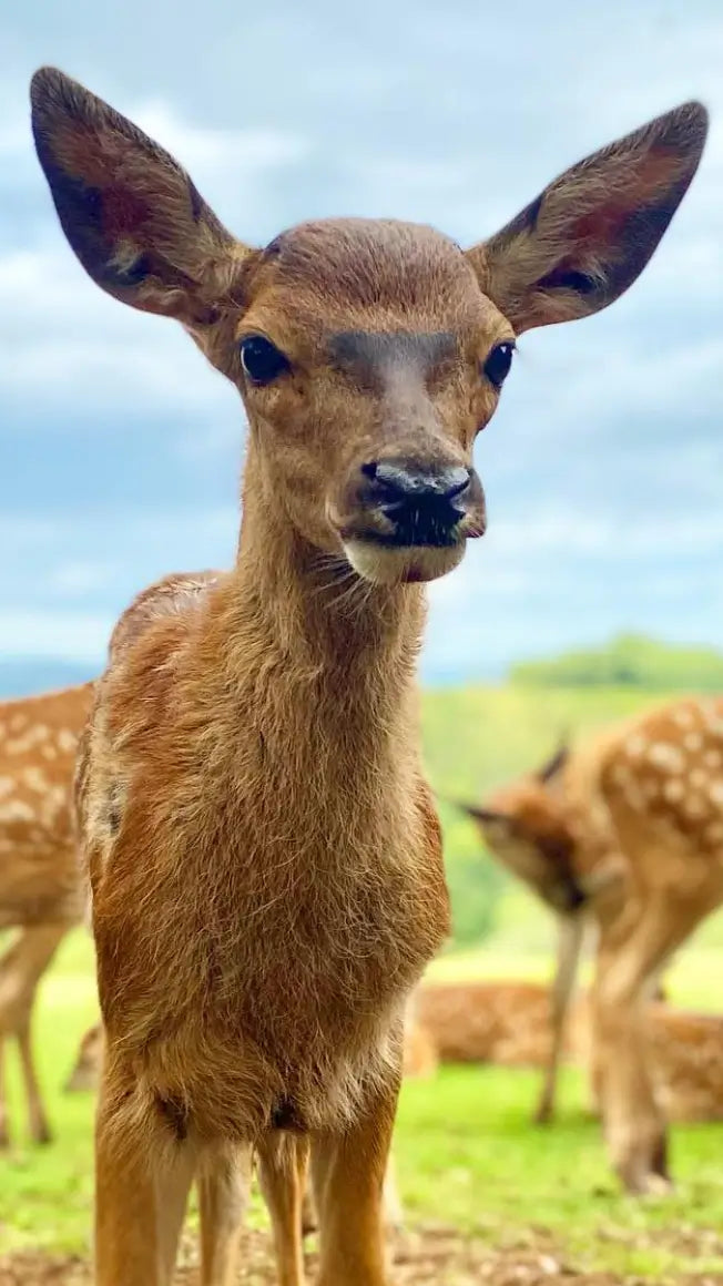 🦌Deer Feeding