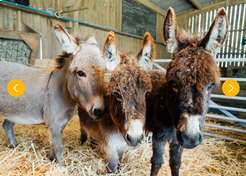 Make Friends With The Mini Donkeys