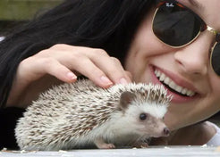 Meet The Hedgehogs