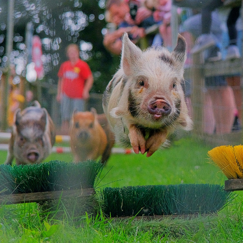 🐷Pig Racing