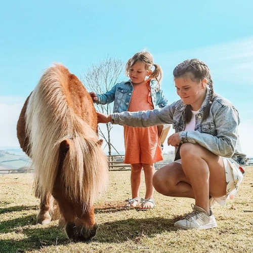 🐴 Miniature Ponies