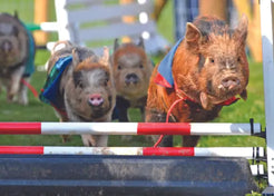 Pig Racing