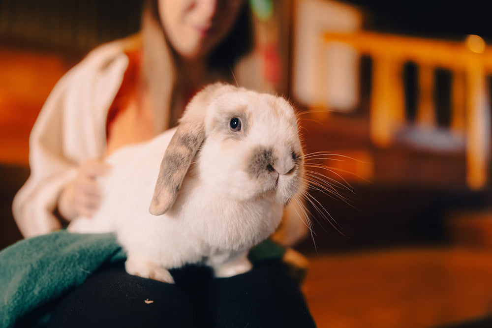 White and grey lop-eared rabbit sitting on a person's lap indoors
