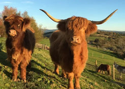 Say Hello To The Highlands