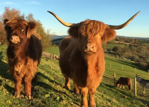 🐮 Highland Cattle
