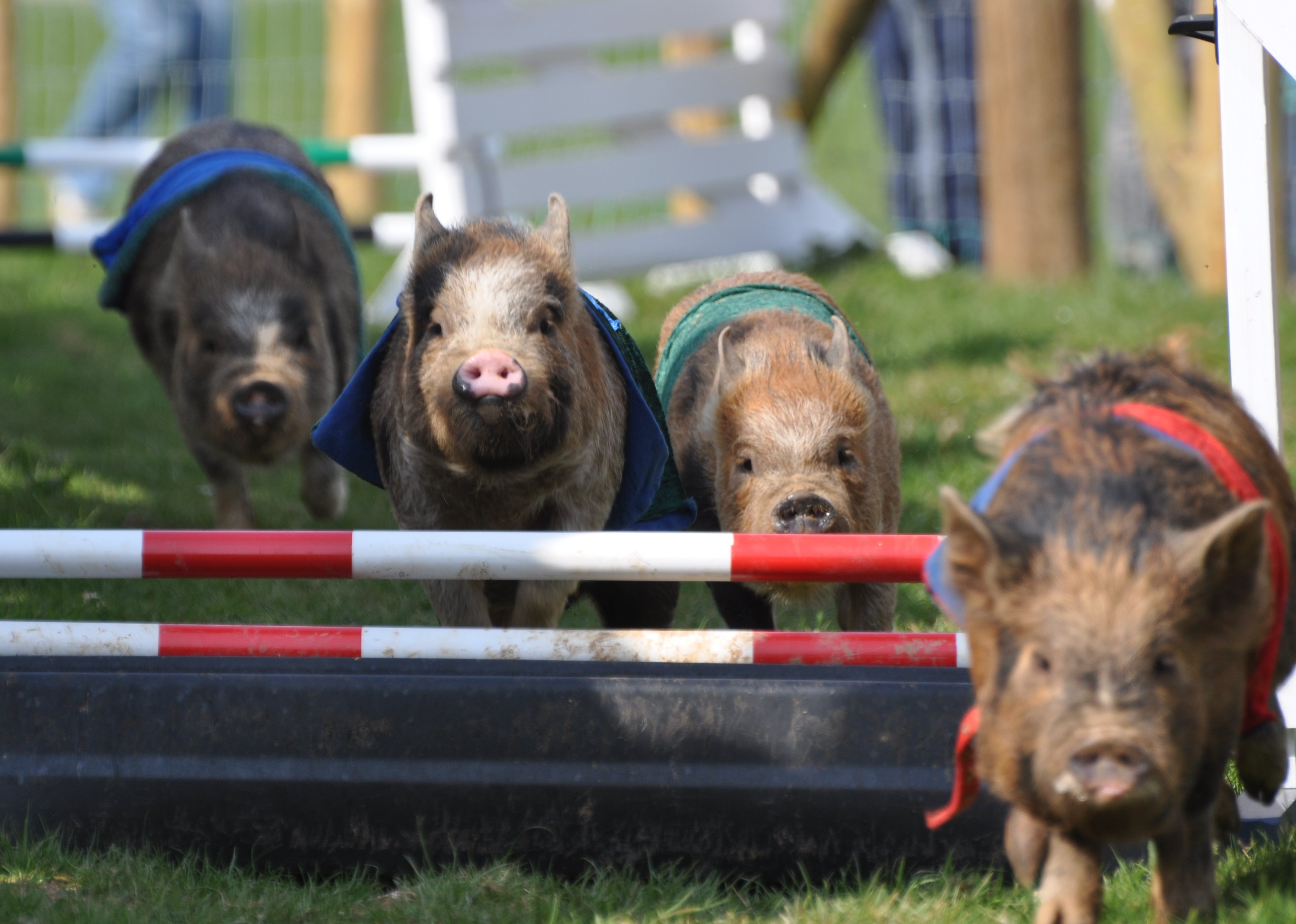 May Bank Holiday Weekend Fun At Pennywell Devon Tourist Attraction