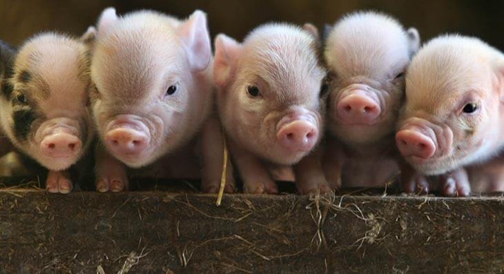 Pennywell Farm - Perfect piglets