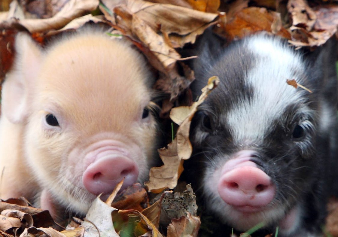 7 Reasons to Visit Devon this Autumn