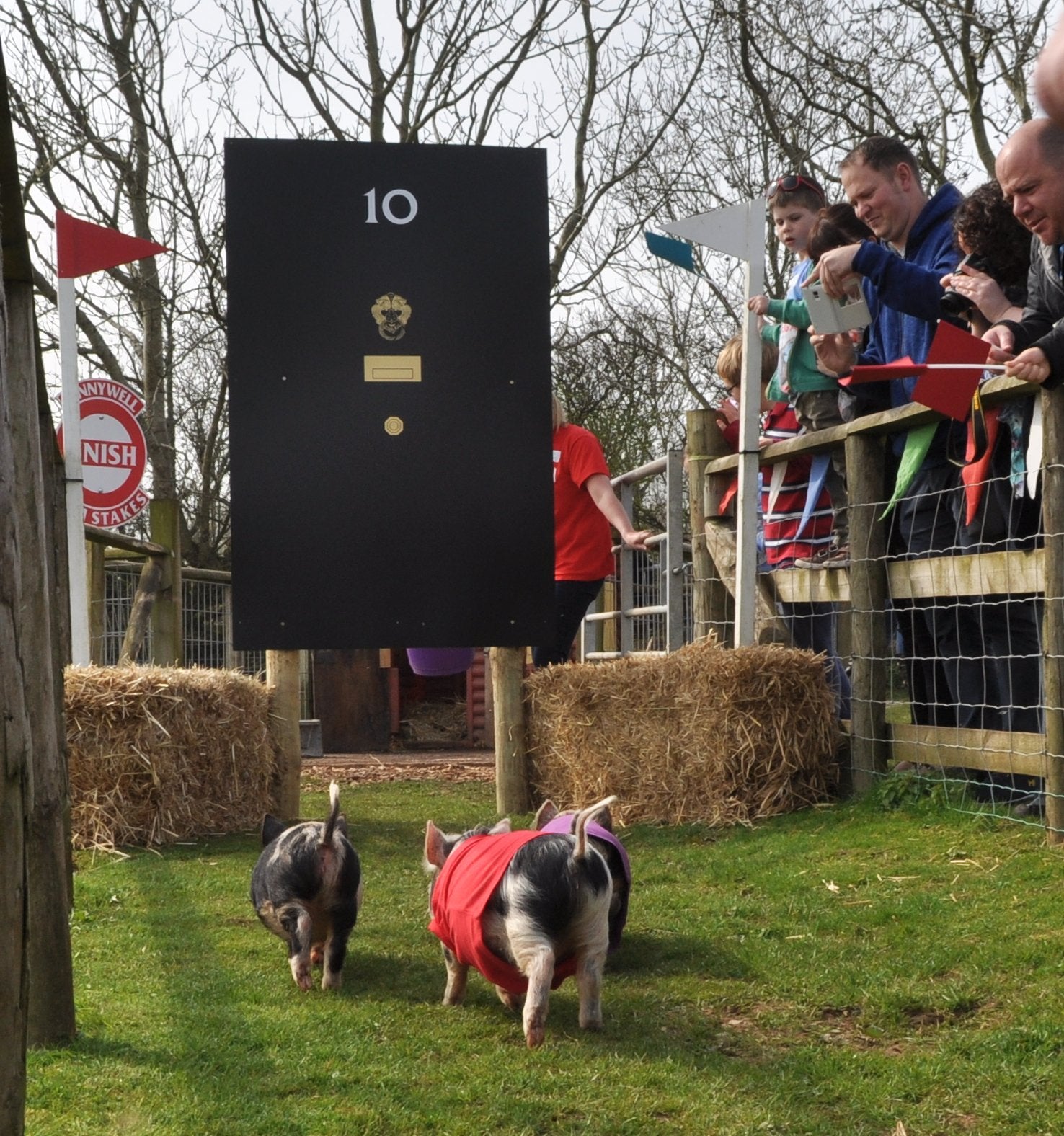 Party Political Pig Racing . . . just a few days left! At Pennywell  - Devon Tourist Attraction