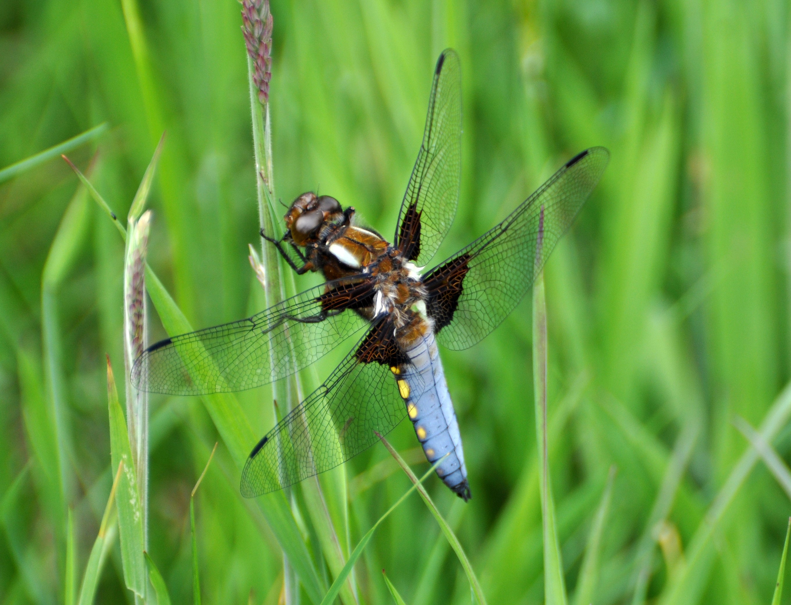 National Insect Week | Pennywell Farm