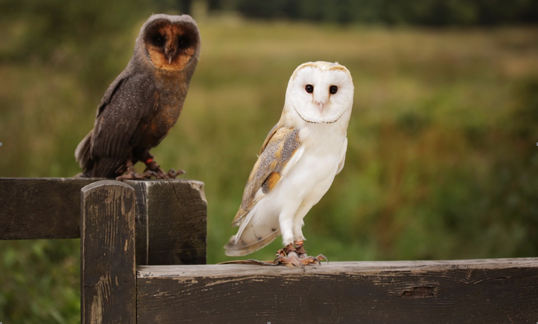 Hawkeye Falconry Display