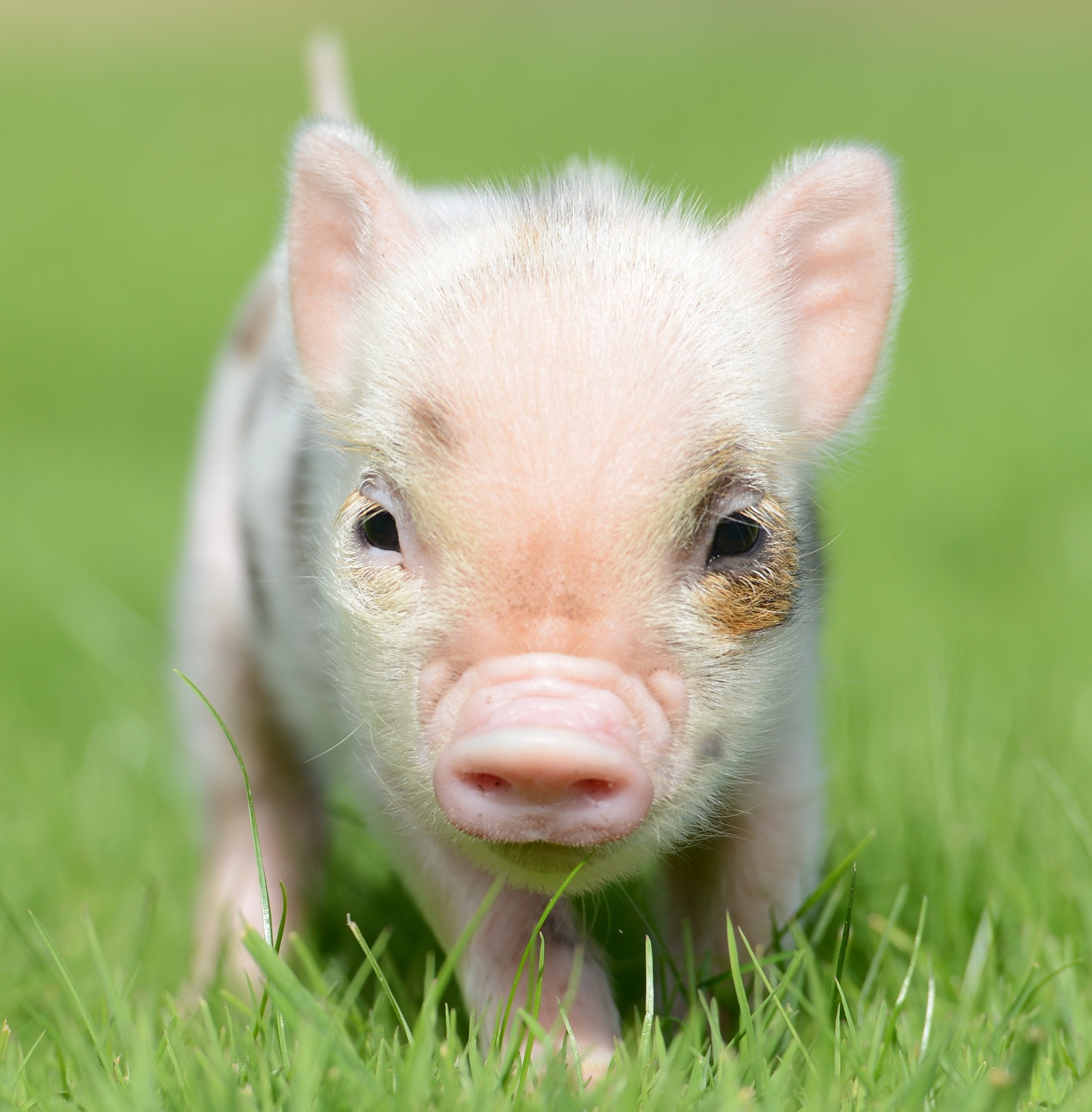Pig Week at Pennywell