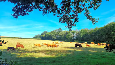 Barhams Woodland Camping