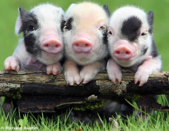 Pennywell Miniature Pigs