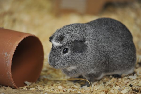 Pets: Rabbits, Guinea Pigs & Mice